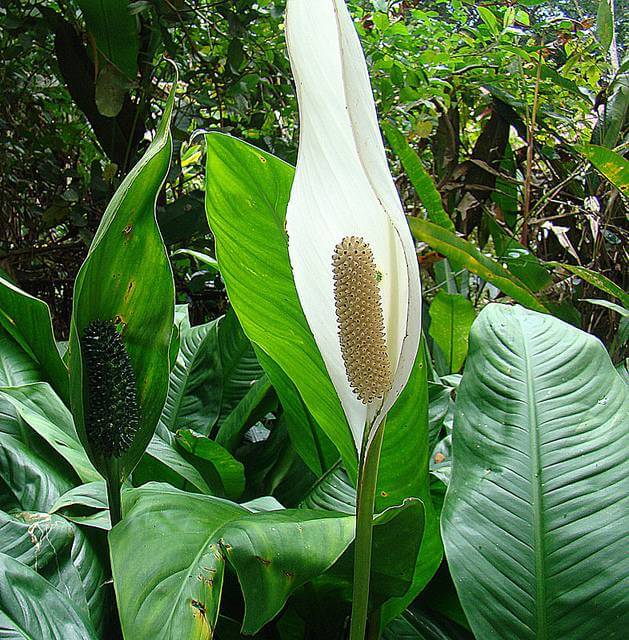 Peace Lily Plant