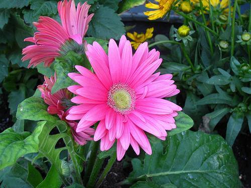 Pink Barberton Daisy