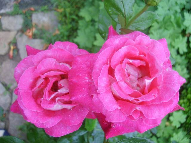 Pink Rose