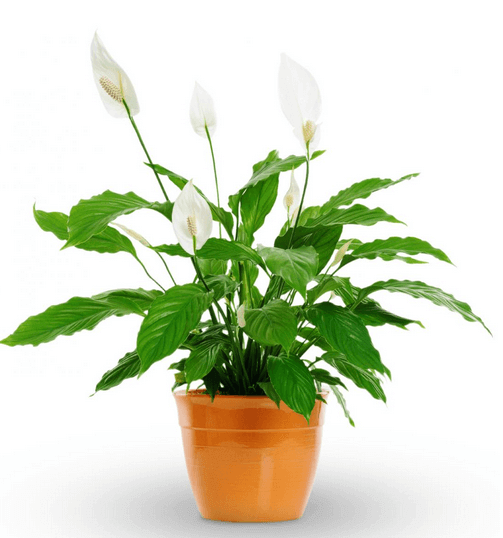 Peace lilly