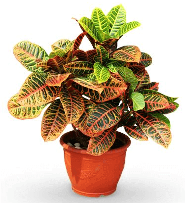 Croton plant