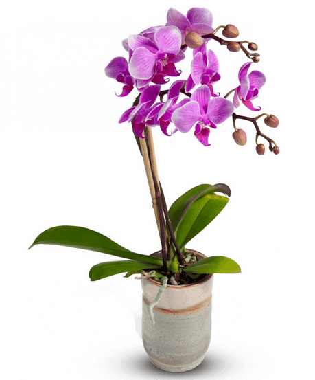 Purple Orchid