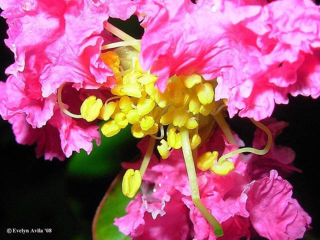 Up Close and Personal – Some Tips for Macro Flower Photography