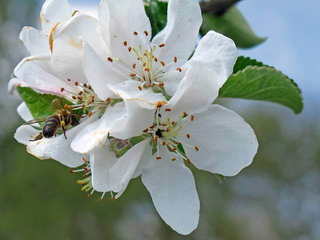 Pollination