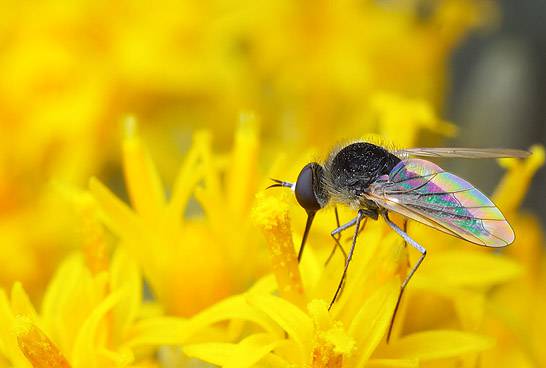 Pollinators Power The Earth!
