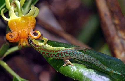 Pollinators - Lizards