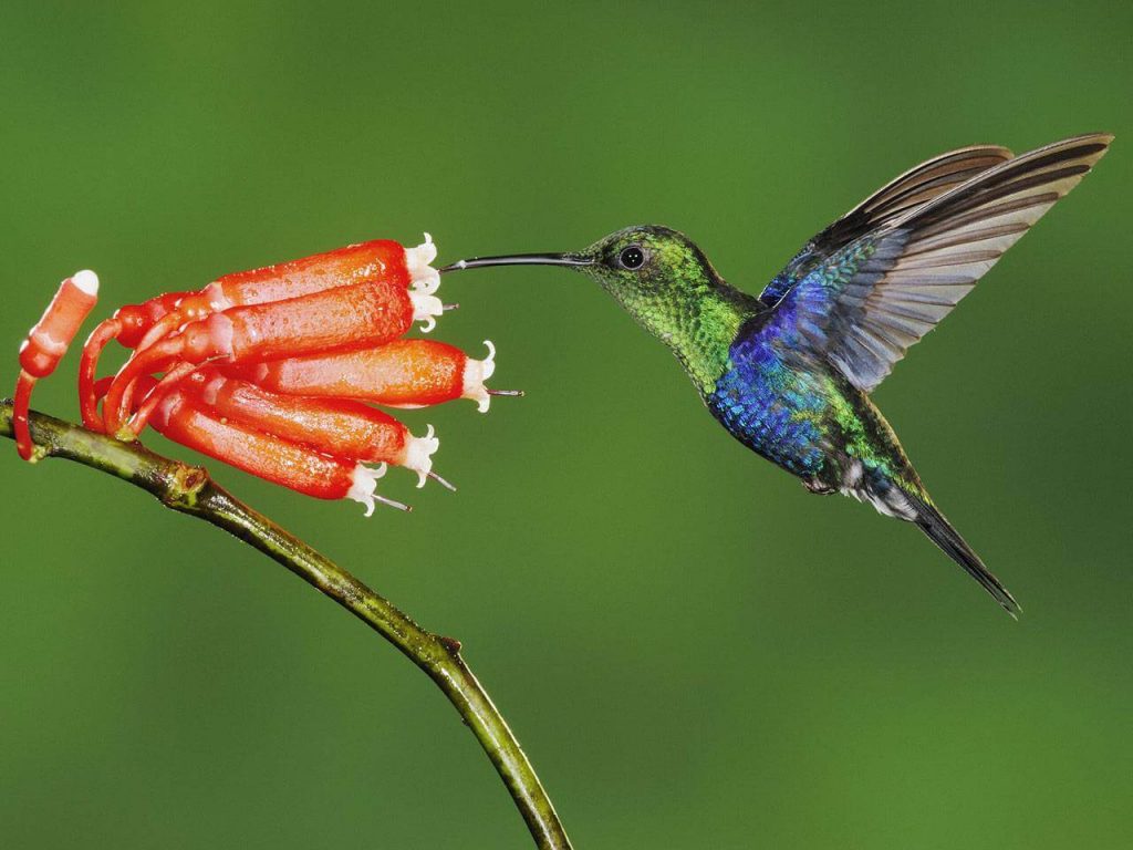 Pollinators- Birds