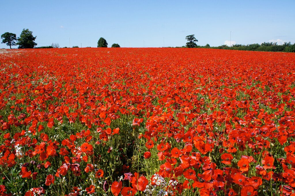 Poppies And Memorial Day Avas Flowers