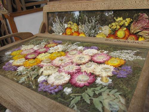 Pressed Flowers under Glass