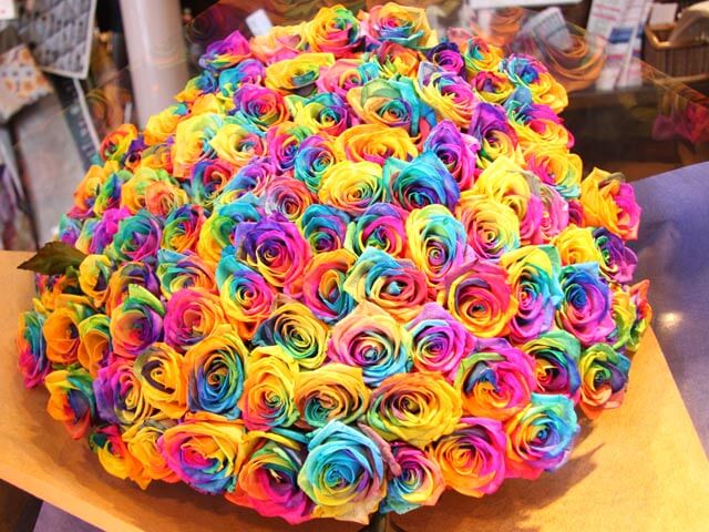 Rainbow roses