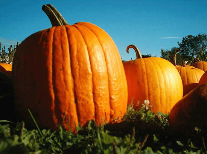 Pumpkins Galore: History, Facts, Fun And More!