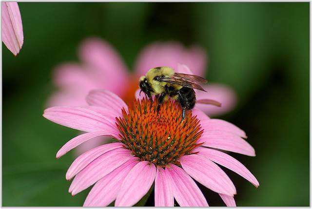 Purple Coneflower