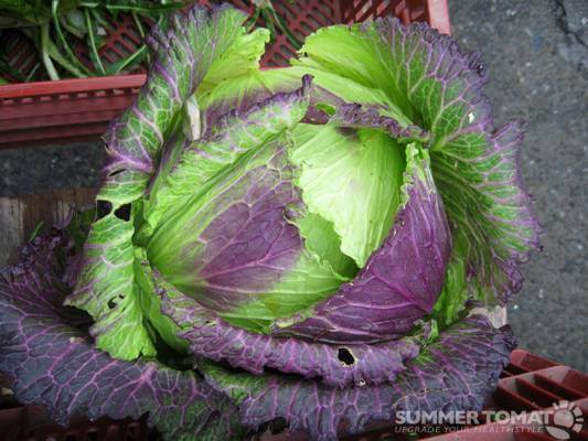 Purple & Green Lettuce