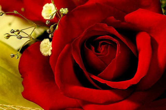 Red Romantic Rose