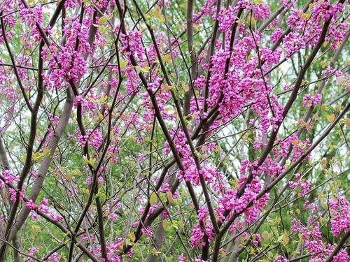 Redbud Tree