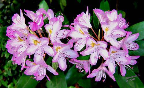 Rhododendron