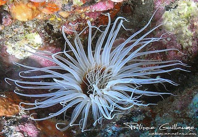 Sea Anemones