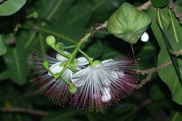 Sea Poison Tree