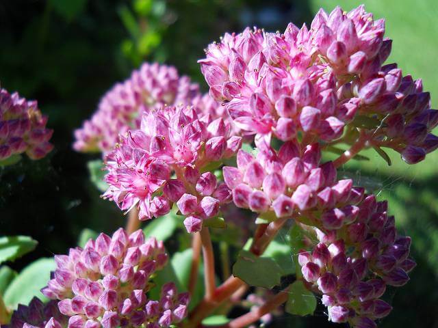 Sedums