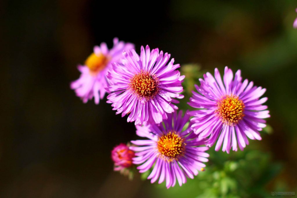 Asters