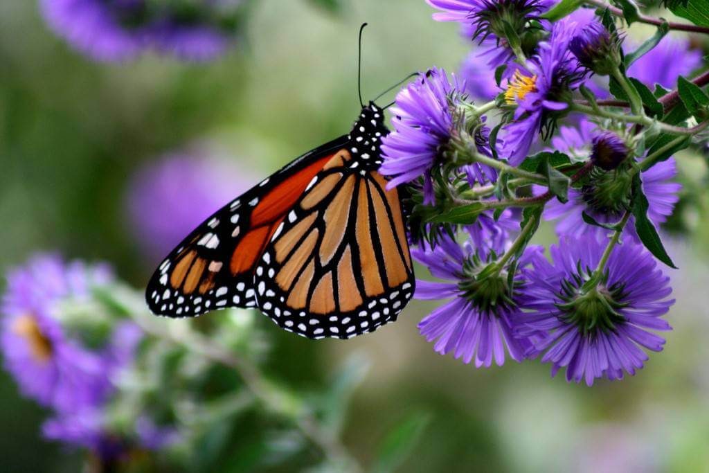 Butterfly and asters