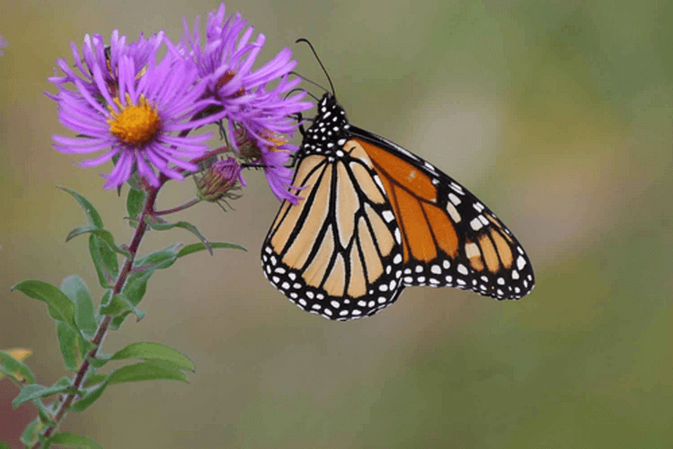 Aster & butterfly