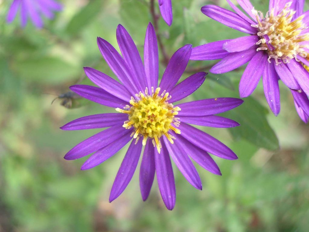 Aster