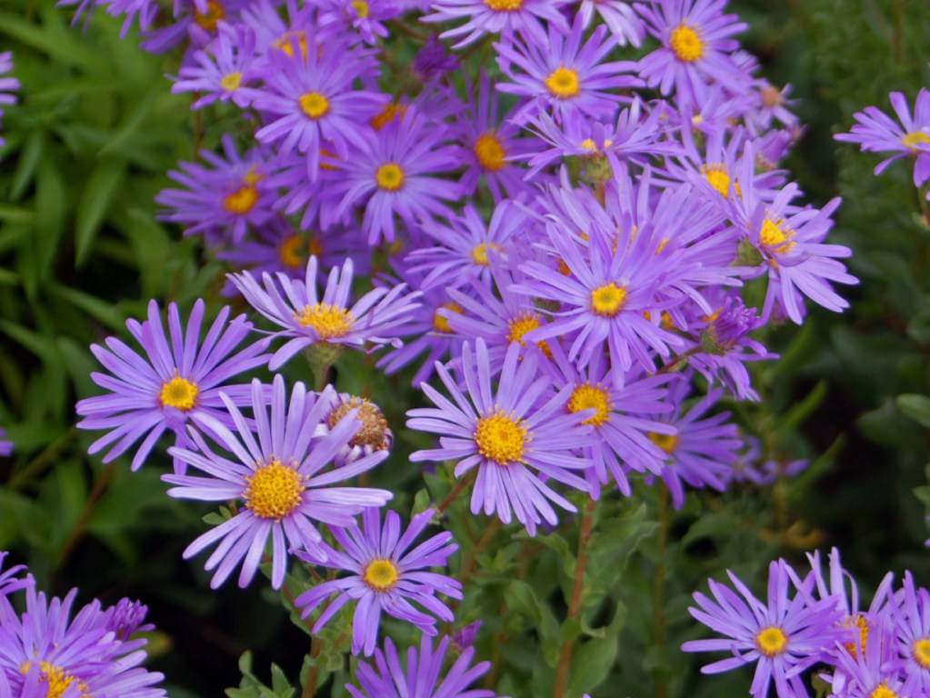 September’s Birthflower: The Adorable Aster