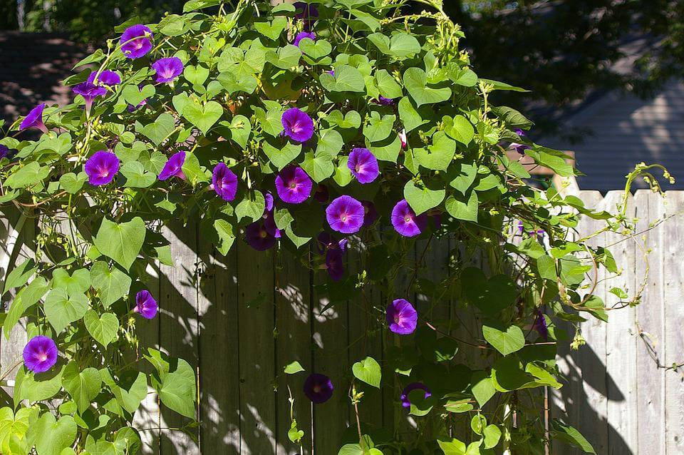 September’s Birthflower: The Magnificent Morning Glory