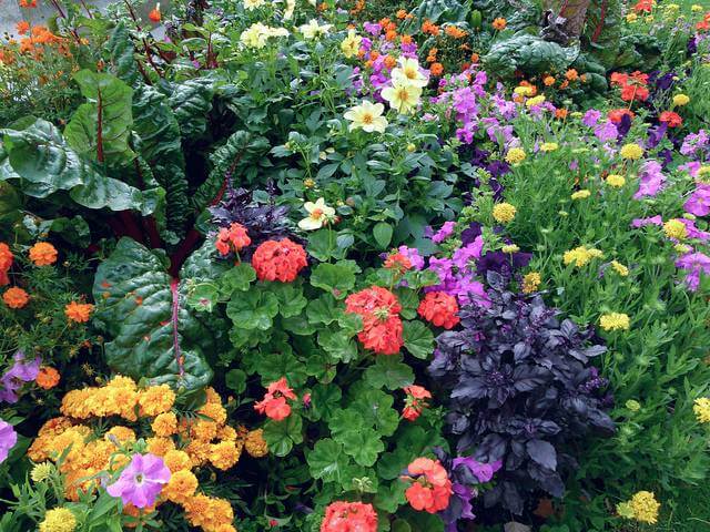 Several Colorful Flowers