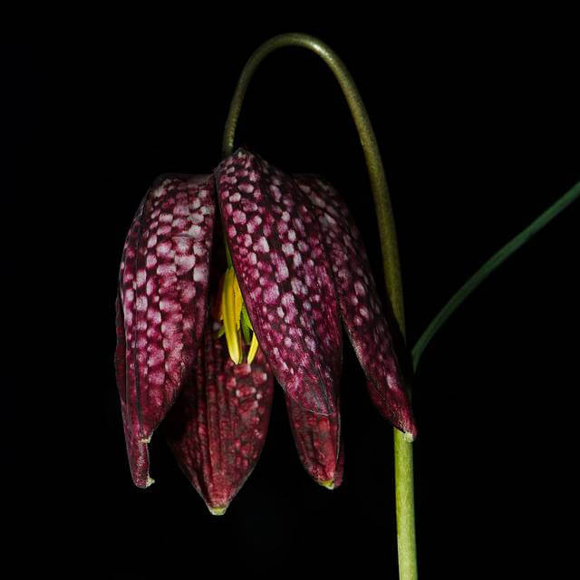 Snake's Head Fritillary