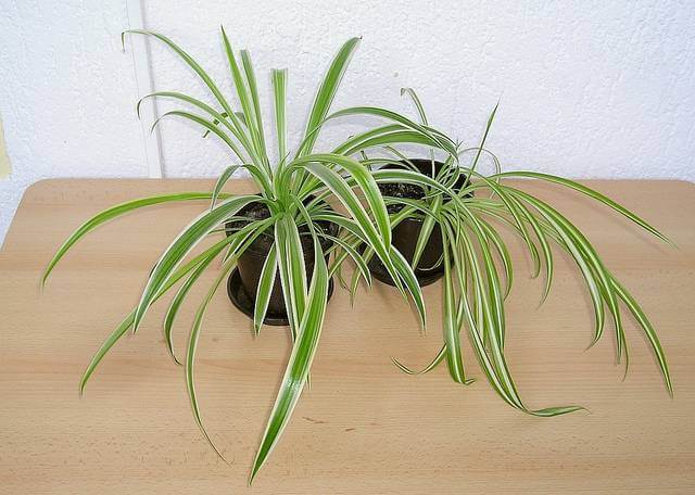 Spider Plant