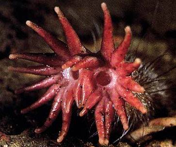 Star-nosed Mole