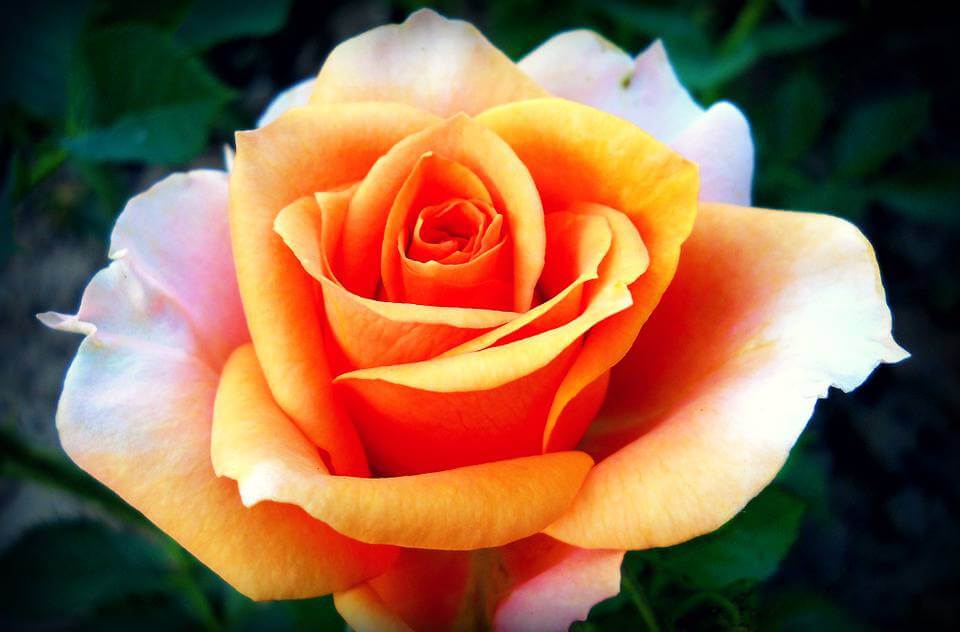 Orange Rose