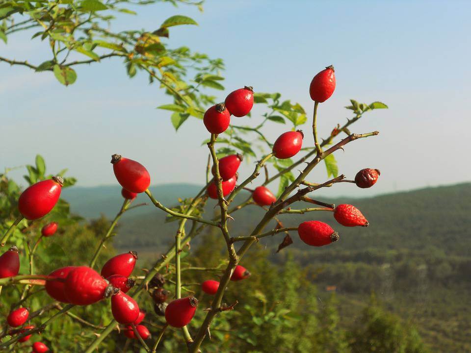 rose hips