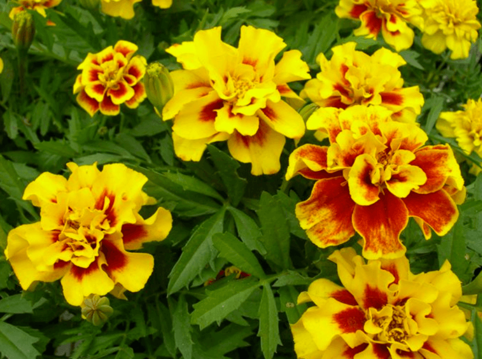 Marigolds