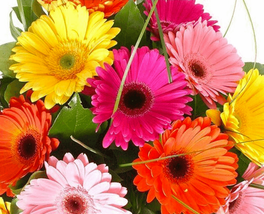 Assorted flowers