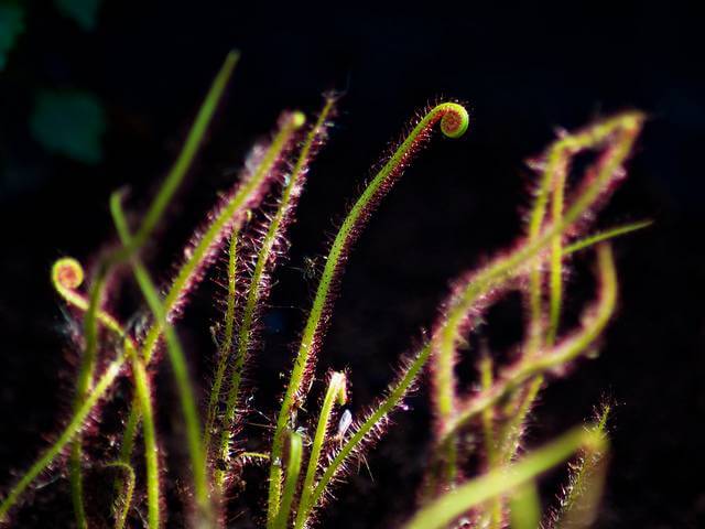 Sundew