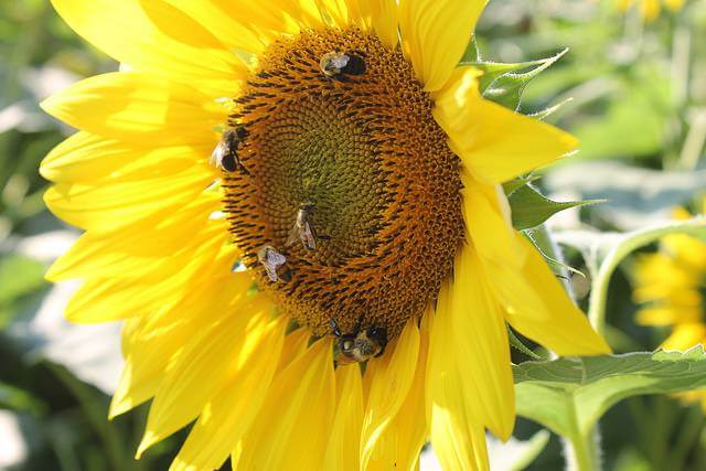 Sunflower with Bees