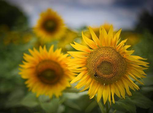 Sunflowers