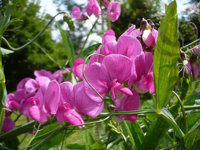 Sweet Peas