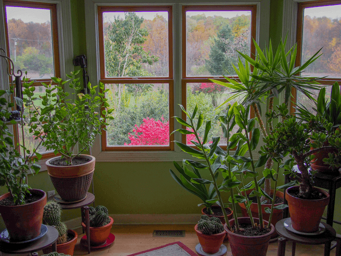 Indoor plants