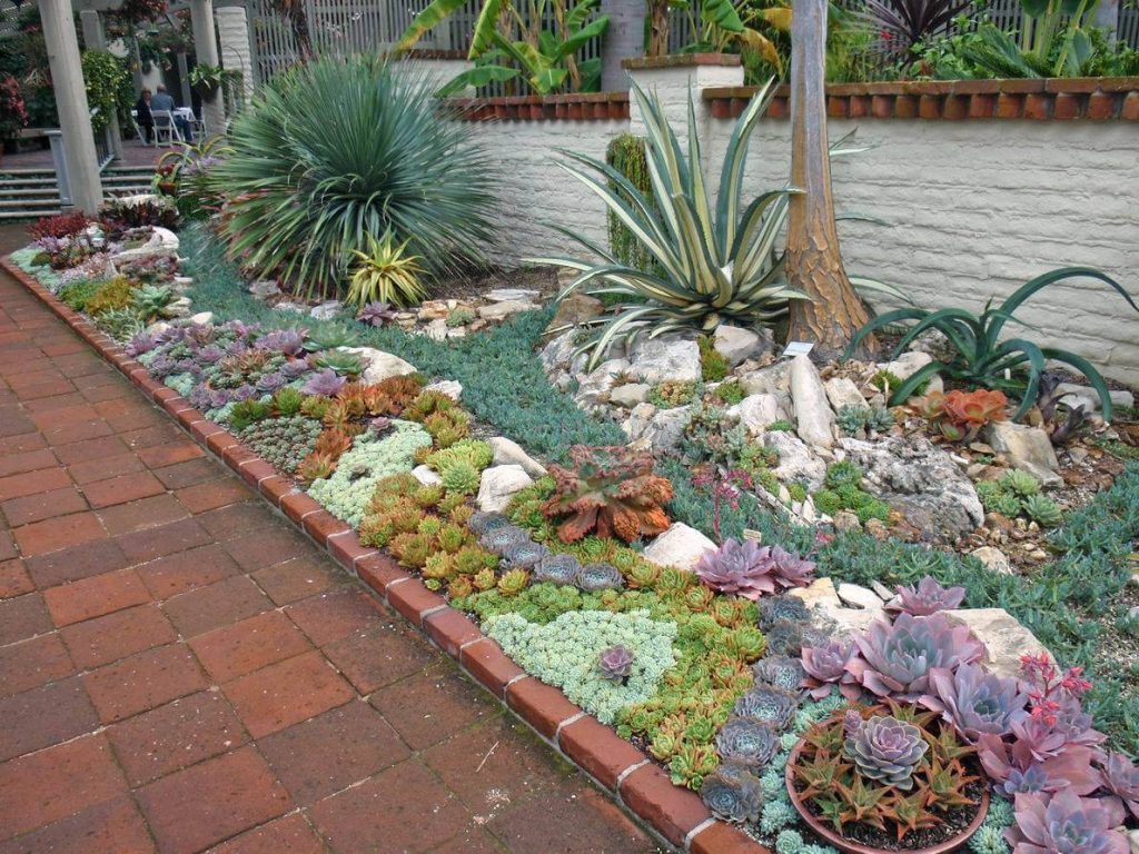 succulent garden