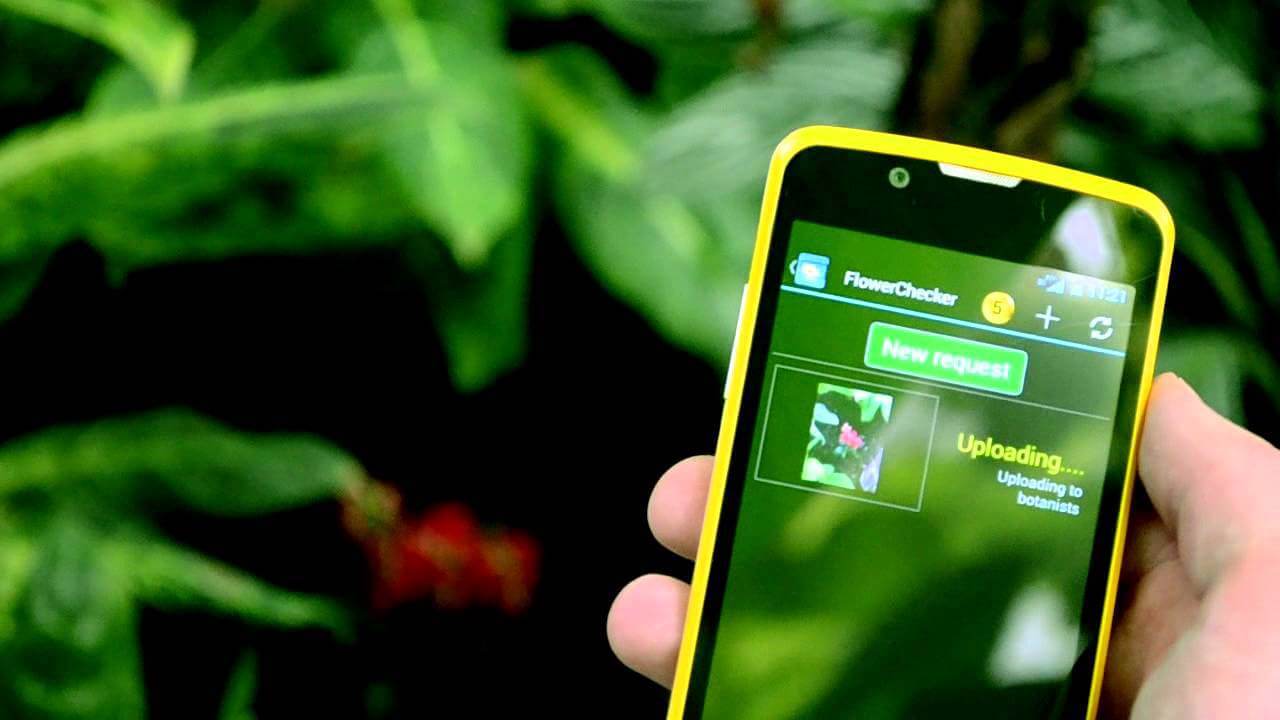 The Best Apps For Identifying Plants And Flowers