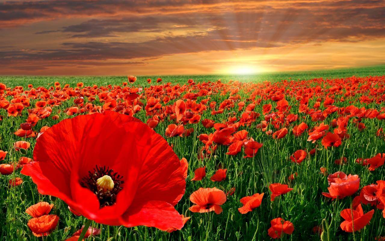 The Poppy Flower And It's Significance To Memorial Day Avas Flowers