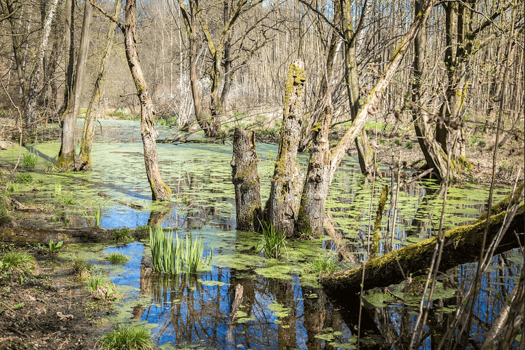 Wetlands 2