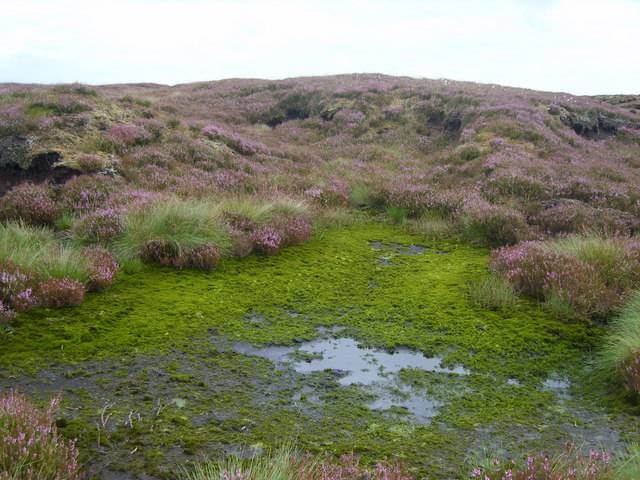 The Wonderful World of Wetlands