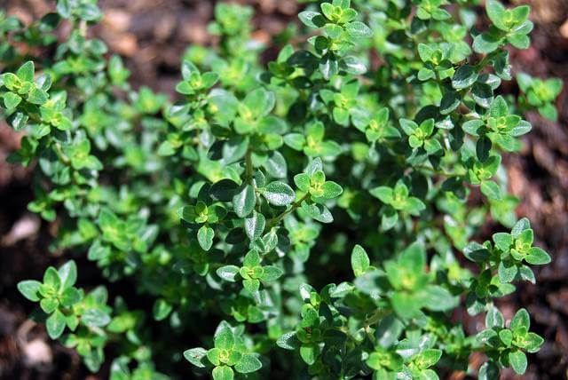 Thyme Plant