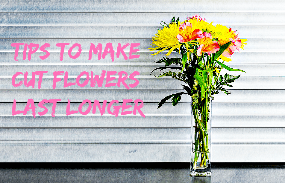 Tips To Make Cut Flowers Last Longer