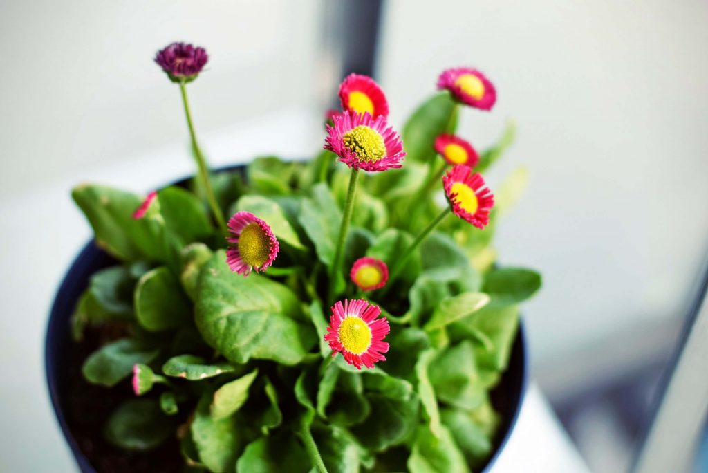 Flowers in a pot